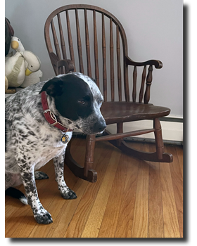 Hazel's chair and puppy
